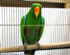 - - - - ECLECTUS BREEDING MALE-   - - -  Freight ok -----SOLD!