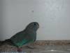 Blue Scarlet Parrot