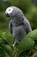 African Grey Parrots for Sale @ Birdsforsaleonline.com.au