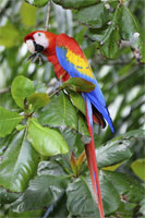 Macaws for Sale @ Birdsforsaleonline.com.au