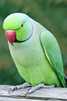 Indian Ringnecks for Sale @ Birdsforsaleonline.com.au